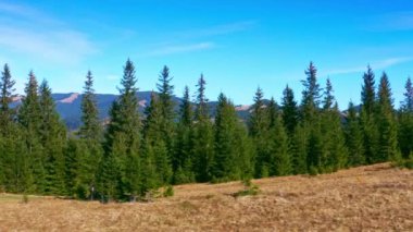 Dzembronya köyü yakınlarındaki Ukrayna 'daki Karpatlar' da bir dağ sırtında her daim yeşil ladin ağaçları.