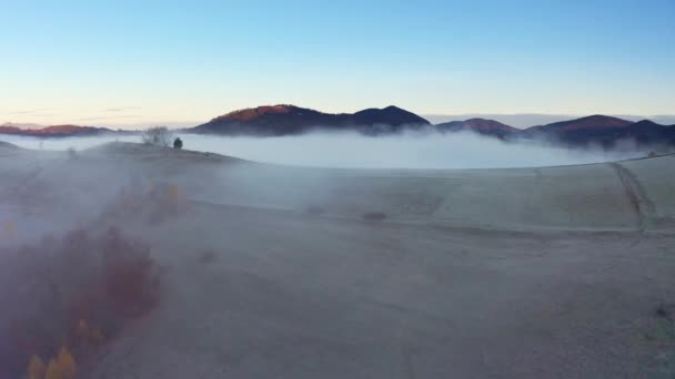 Grauer Nebel bedeckte den Kiefernwald — Stockvideo