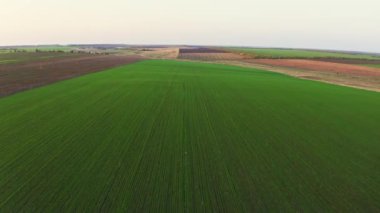Yeşil boş bir tarlanın üzerinde uçuyor