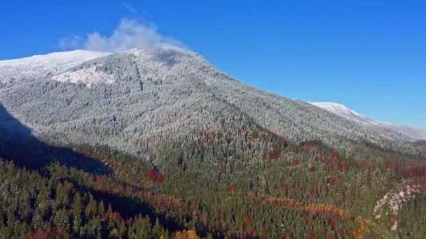 Vista superior de pinos cubiertos de nieve en las montañas de los Cárpatos en Ucrania — Vídeos de Stock