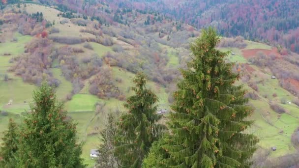 Красивые вечнозеленые ели на горном хребте в Карпатах в Украине возле села Дзембоня — стоковое видео