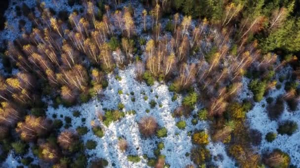 Widok z góry pokrytych śniegiem sosen w Karpatach na Ukrainie — Wideo stockowe