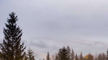 Gri sis çam ormanını kapladı