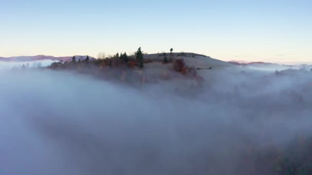 Šedá mlha pokrývala borový les — Stock video