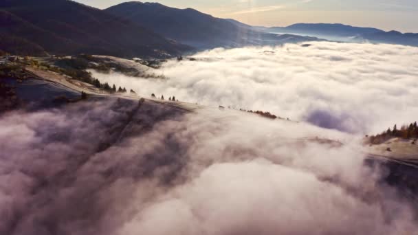 La brume grise couvrait la forêt de pins — Video