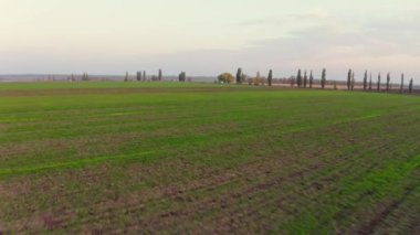 Yeşil boş bir tarlanın üzerinde uçuyor