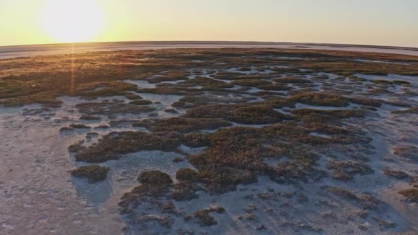 Sandträsk med stora gräs- och buskfläckar — Stockvideo