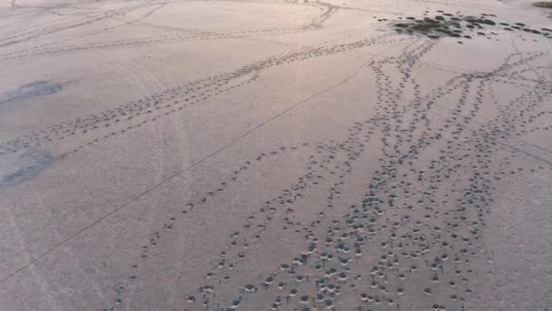 Sandträsk med stora gräs- och buskfläckar — Stockvideo