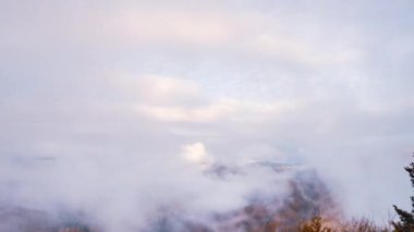 Gri sis çam ormanını kapladı