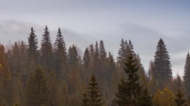 Gri sis çam ormanını kapladı