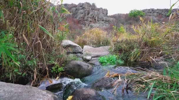 Um fluxo limpo rápido corre entre pedras molhadas lisas cercadas por altos pedaços secos — Vídeo de Stock