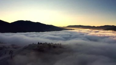 Gri sis çam ormanını kapladı