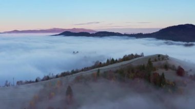 Gri sis çam ormanını kapladı