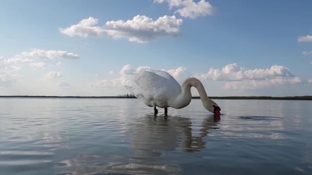 Łabędź na jeziorze zwolniony ruch — Wideo stockowe