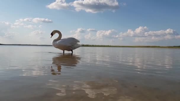 Cisne en el lago cámara lenta — Vídeo de stock