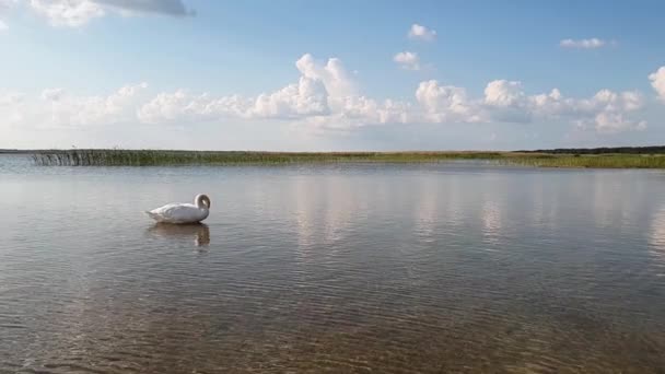Swan on the lake slow motion — Stock Video