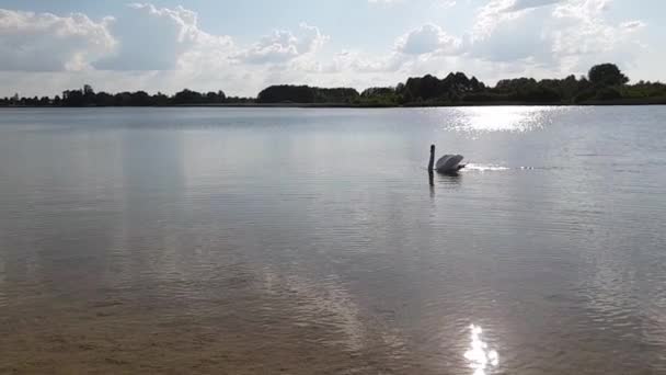 Swan on the lake slow motion — Stock video