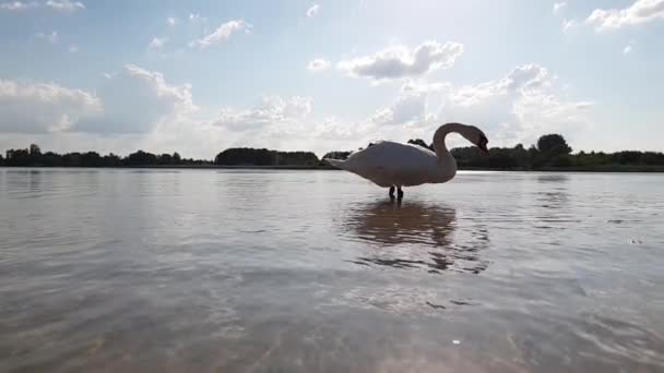 Svan på sjön slow motion — Stockvideo
