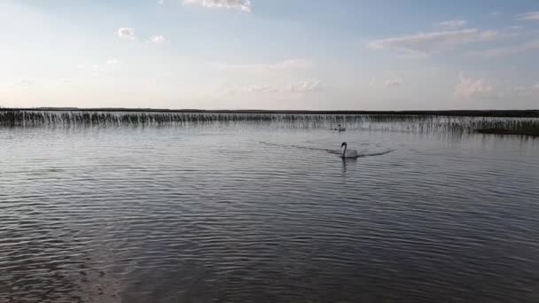 Cygne sur le lac au ralenti — Video