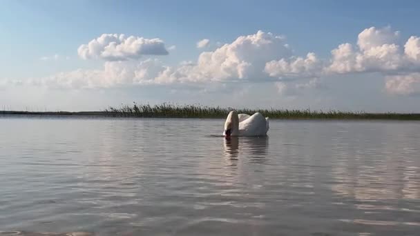 Cisne en el lago cámara lenta — Vídeo de stock