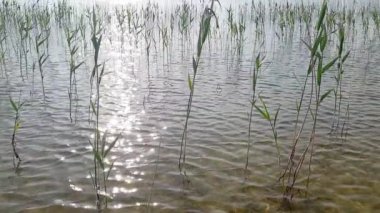 Shatsk Gölü 'nün üzerinde gün batımı