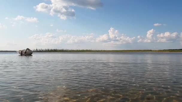 Swan on the lake slow motion — Stock video