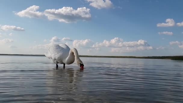 Лебеді на озері сповільнюють рух — стокове відео