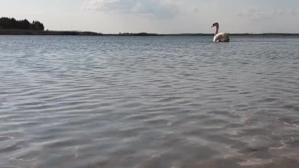 Svan på sjön slow motion — Stockvideo