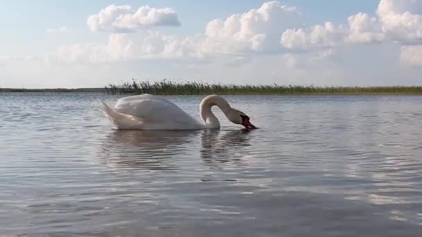 Svan på sjön slow motion — Stockvideo