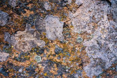 Gri taş duvarda, yosun desenli, alışılmadık bir kalıp kalıbı var.