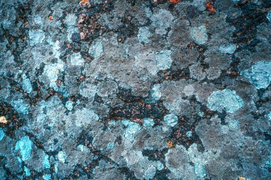 Gri taş duvarda, yosun desenli, alışılmadık bir kalıp kalıbı var.