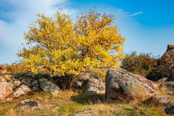Outono Bela Vegetação Amarelada Pedras Cinzentas Cobertas Com Líquen Multi — Fotografia de Stock