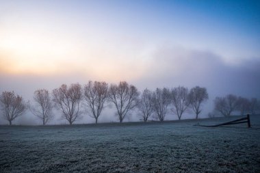 Güzel Ukrayna 'daki Karpat Dağları' nda mavi kabarık sisle kaplı küçük ağaçların siyah siluetleri.