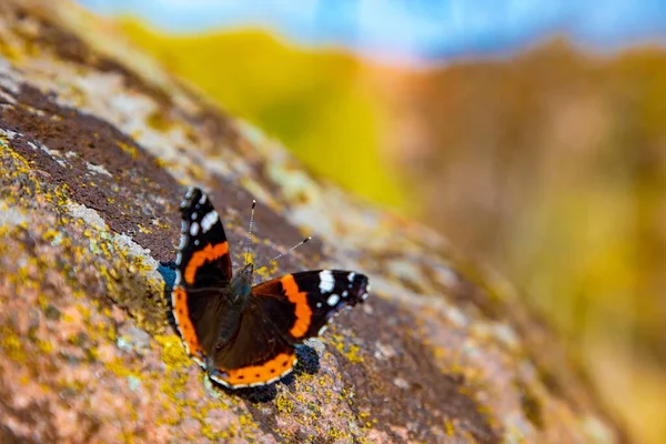 Almirante Vermelho Vanessa Atalanta Vermelho Admirável Uma Pedra Batterfly Colorido — Fotografia de Stock