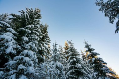Uzun, sık, yaşlı ladin ağaçları bulutlu bir kış gününde dağlarda, karlı bir yamaçta büyürler. Kış ormanlarının ve korunan alanların güzelliği.