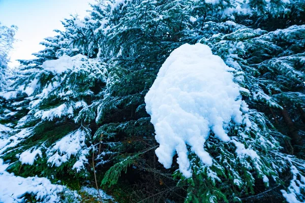 Fantastyczne Zielone Puszyste Gałęzie Choinek Pokryte Białym Śniegiem Świerkowym Lesie — Zdjęcie stockowe