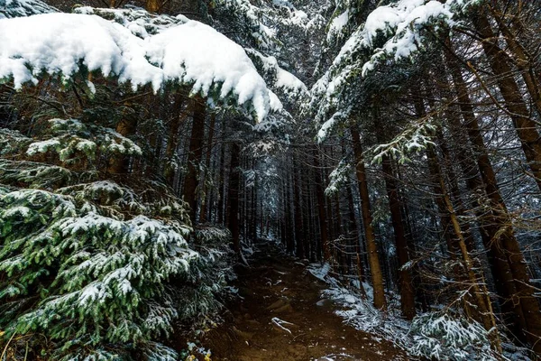 Pequeno Caminho Estreito Entre Árvores Perenes Cobertas Neve Branca Uma — Fotografia de Stock