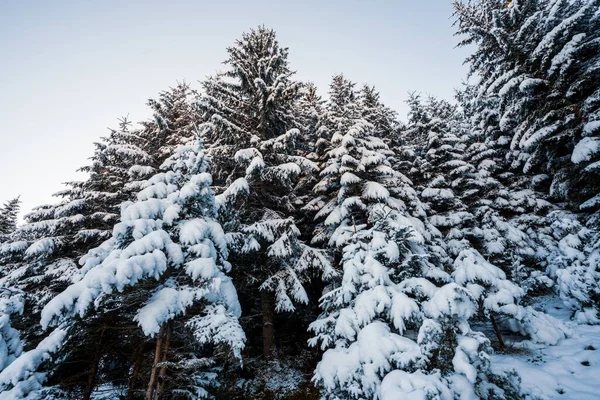 Árvores Velhas Densas Altas Crescem Uma Encosta Nevada Nas Montanhas — Fotografia de Stock