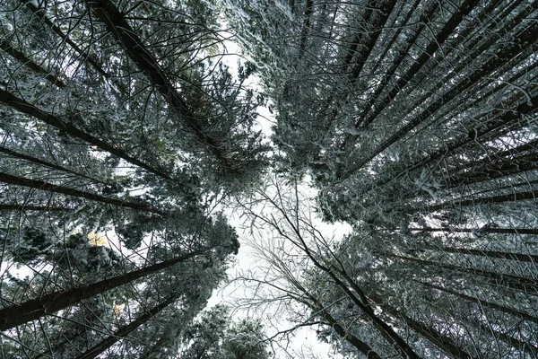Camera Directed Upwards Crowns Trees Uhd Realtime Video — Stock Photo, Image