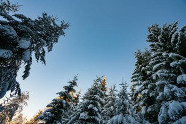 Uzun, sık, yaşlı ladin ağaçları bulutlu bir kış gününde dağlarda, karlı bir yamaçta büyürler. Kış ormanlarının ve korunan alanların güzelliği.
