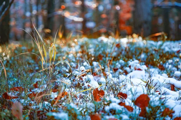 Pequeño Árbol Está Cubierto Nieve Entre Grandes Árboles Claro Medio — Foto de Stock