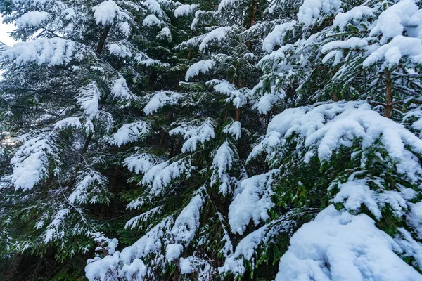 Fantastiques Branches Vertes Pelucheuses Arbres Noël Couvertes Neige Blanche Dans — Photo