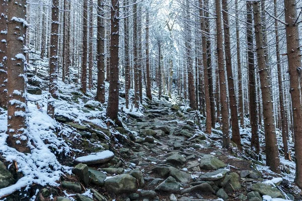 Wysokie Gęste Stare Świerki Rosną Śnieżnym Stoku Górach Pochmurny Zimowy — Zdjęcie stockowe