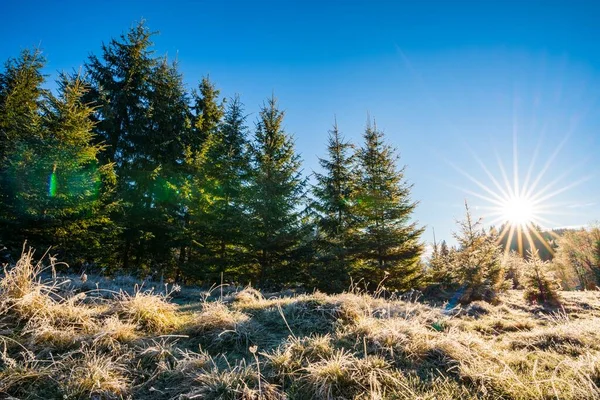 Дивне Різдвяне Дерево Вкрите Пухнастим Білим Снігом Сонячній Яскравій Луці — стокове фото