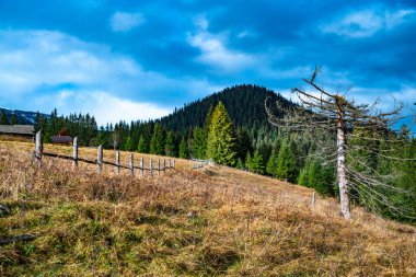 Olağanüstü güzel renkli Karpat ormanları Ukrayna 'nın alışılmadık doğasında harika bir sonbahar mevsiminde