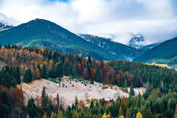 Odlesňování Karpatských Lesích Nádherném Teplém Podzimu Neobvyklé Přírodě Ukrajiny — Stock fotografie