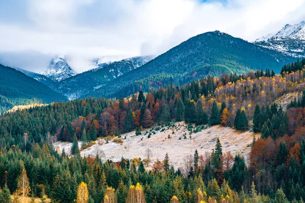Deforestation in Carpathian forests in a wonderful warm autumn in the unusual nature of Ukraine