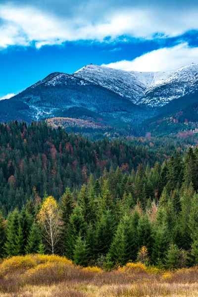 Fantasticamente Belas Florestas Cárpatas Coloridas Maravilhoso Outono Quente Natureza Incomum — Fotografia de Stock