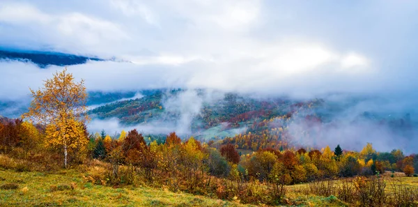 Forêts Denses Colorées Dans Les Montagnes Verdoyantes Chaudes Des Carpates — Photo