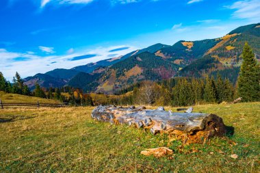 Güneşli bir yaz gününde, tepelerde, odunların yanında uzanan yoğun mistik kozalaklı orman. Orman ve doğal kaynaklar kavramı